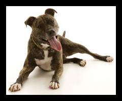 Zoe: my sweet rescue who went from overly excitable pooch to therapy dog.